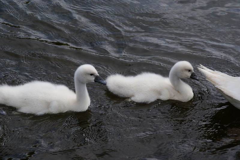 Schwaene auf der Sauer Bild Nr.040
